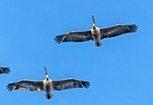 Dalmatian pelicans in flight