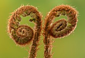 Soft shield fern (Polystichum setiferum)