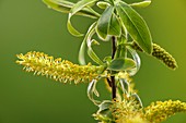 Crack willow (Salix fragilis) male catkins