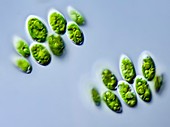 Scenedesmus sp. green alga, LM