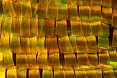 Butterfly wing scales, light micrograph