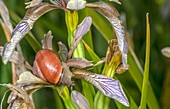 Brown-lipped snail