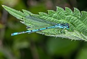 Mature male azure damselfly