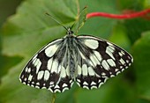 Adult marbled white butterfly