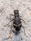 Heath tiger beetle