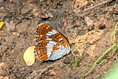 White admiral butterfly
