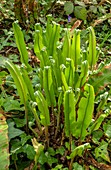 Hart's-tongue fern (Asplenium scolopendrium)