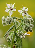 White borage (Borago officinalis)