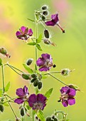 Dusky crane's-bill (Geranium phaeum)