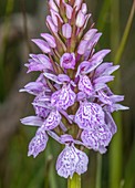 Heath spotted-orchid (Dactylorhiza maculata ssp. ericetorum)