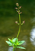 Water figwort (Scrophularia auriculata)