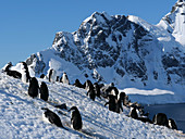 Chinstrap penguin colony near Orne Harbour, Antarctica