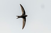 Common swift