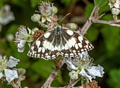 Marbled white butterfly