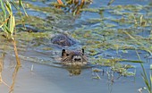 Coypu swimming