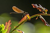 Female beautiful demoiselle damselfly