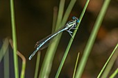 Male white-legged damselfly