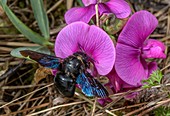 Female violet carpenter bee