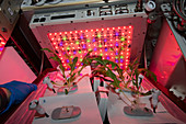 Plant experiment aboard the ISS