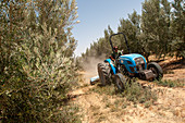 Olive farming, Israel