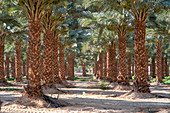 Date farming, Israel