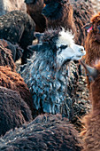 Alpaca and llama farm, Israel