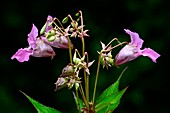 Indian balsam (Impatiens glandulifera)