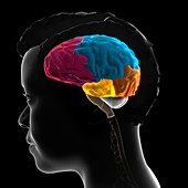 Human brain anatomy, 3D illustration