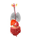 Human digestive system, 3D illustration