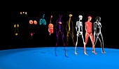 Human body systems, illustration