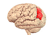 Human brain with highlighted angular gyrus, illustration