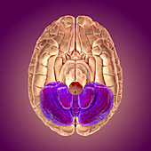 Human brain with highlighted cerebellum, illustration