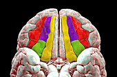 Human brain with highlighted orbital gyri, illustration