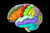 Human brain with gyri highlighted, illustration