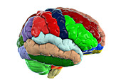 Human brain with gyri highlighted, illustration