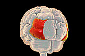 Brain with highlighted lateral occipital gyrus, illustration
