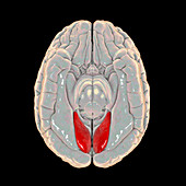Human brain with highlighted lingual gyrus, illustration