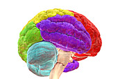 Lobes of the human brain, illustration