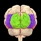 Human brain with highlighted occipital gyri, illustration