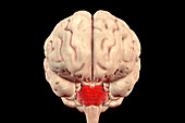 Pons of human brain, illustration