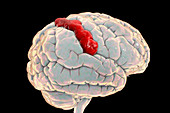 Human brain with highlighted postcentral gyrus, illustration