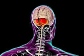 Human brain with highlighted cerebellum, illustration