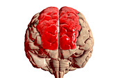 Brain with highlighted superior frontal gyrus, illustration