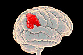 Brain with highlighted supramarginal gyrus, illustration