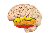 Human brain with highlighted temporal gyri, illustration