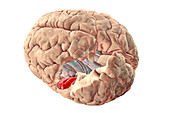 Brain highlighting transverse temporal gyri, illustration