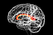 Brain highlighting corpus callosum, illustration
