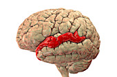 Brain highlighting superior temporal gyrus, illustration