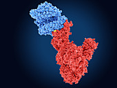 B.1.531 coronavirus variant spike protein, illustration