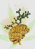 Cannabis and brain, illustration